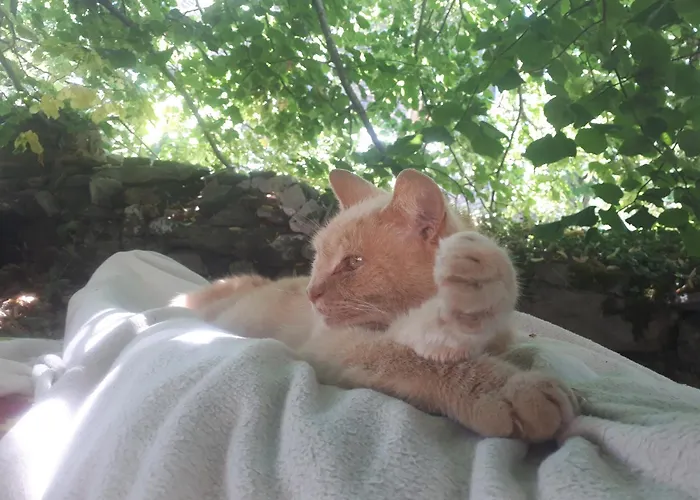 Bio Et Ecolo Du Besset ベッド・アンド・ブレックファスト *